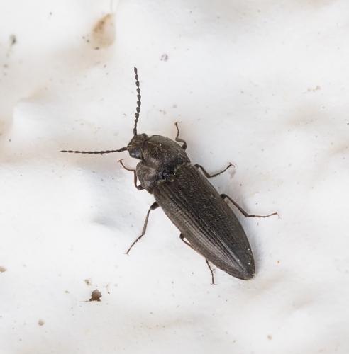 Cidnopus pilosus